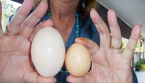 This egg laid by one of Ted and Joey Mulder’s chooks at Curra weighed in at 130 grams. This egg laid by one of Ted and Joey Mulder’s chooks at Curra weighed in at 130 grams.